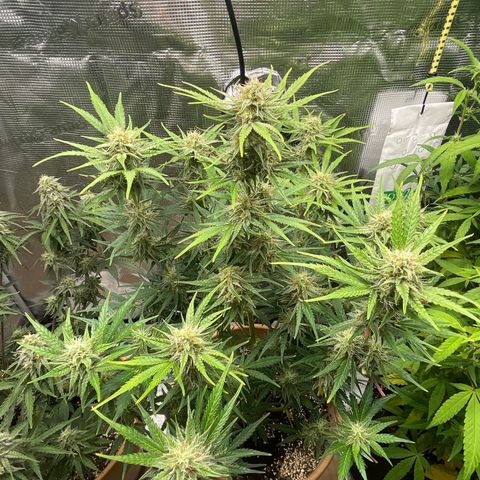 Apple Fritter Automatic growlog timeline photo