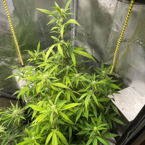 WEDDING GELATO aka ice cream cake  growlog timeline photo