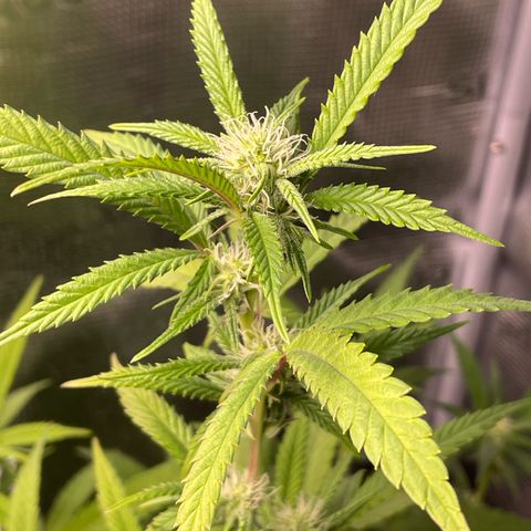 WEDDING GELATO aka ice cream cake  growlog timeline photo