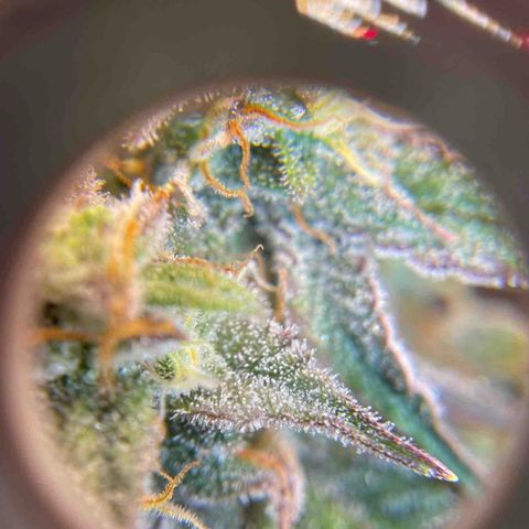 NYC Sour D  growlog timeline photo