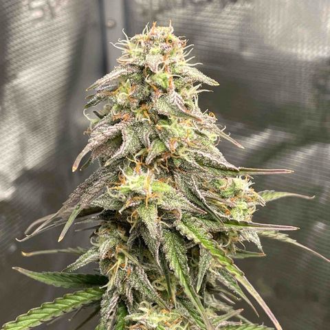 NYC Sour D  growlog timeline photo