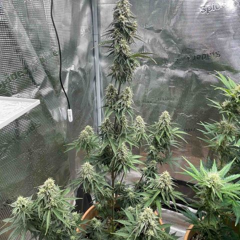 NYC Sour D  growlog timeline photo