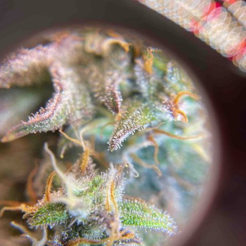 NYC Sour D  growlog timeline photo