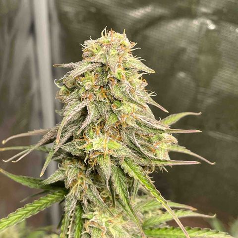 NYC Sour D  growlog timeline photo