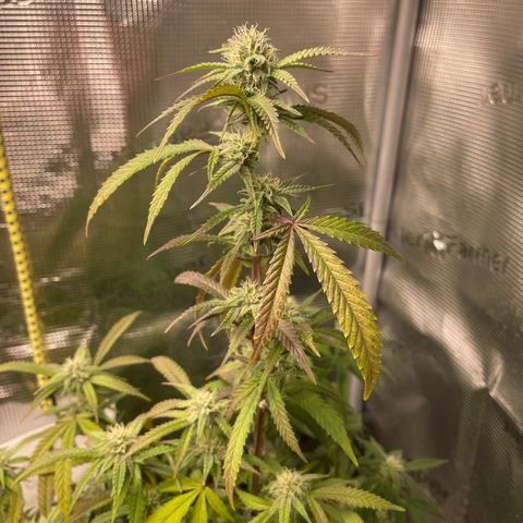 WEDDING GELATO aka ice cream cake  growlog timeline photo