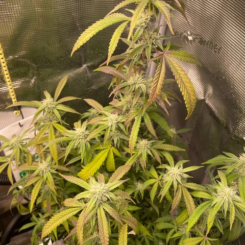 WEDDING GELATO aka ice cream cake  growlog timeline photo