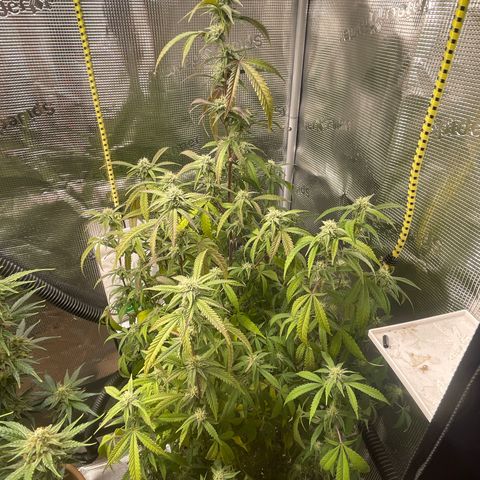 WEDDING GELATO aka ice cream cake  growlog timeline photo