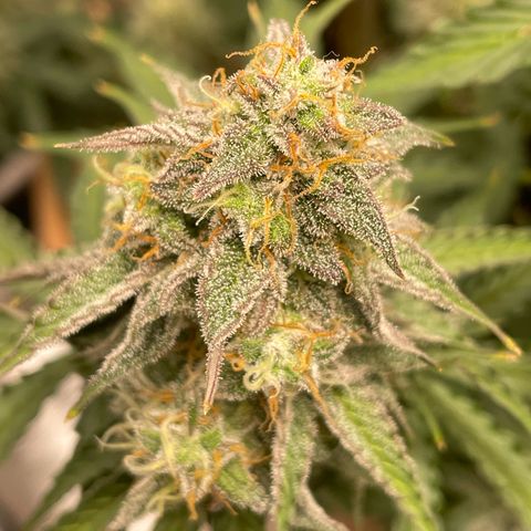NYC Sour D  growlog timeline photo