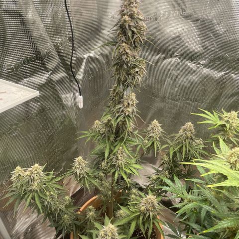 NYC Sour D  growlog timeline photo