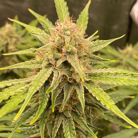 Apple Fritter Automatic growlog timeline photo