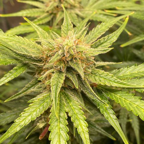 Apple Fritter Automatic growlog timeline photo