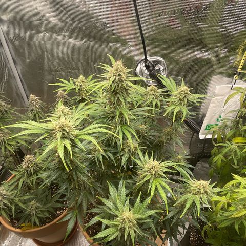 Apple Fritter Automatic growlog timeline photo