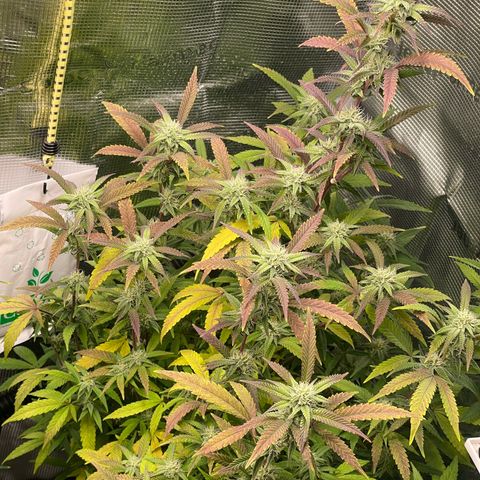 WEDDING GELATO aka ice cream cake  growlog timeline photo