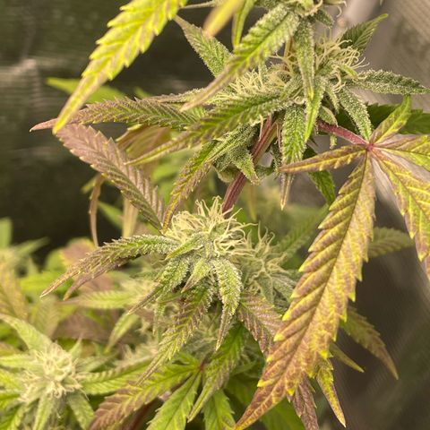 WEDDING GELATO aka ice cream cake  growlog timeline photo