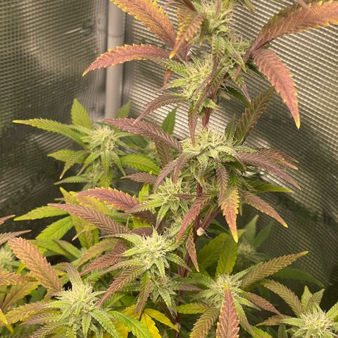WEDDING GELATO aka ice cream cake  growlog timeline photo