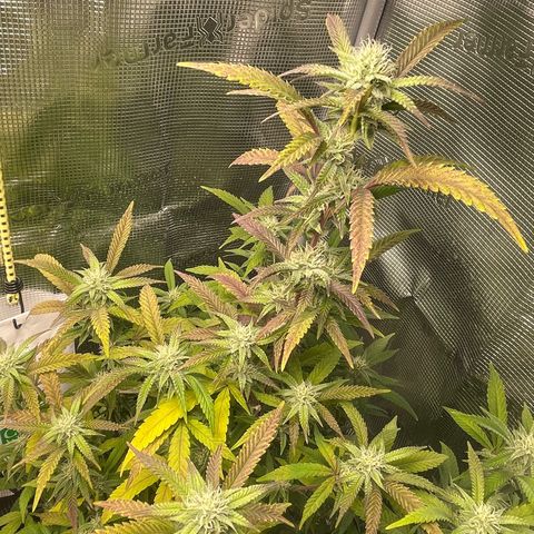 WEDDING GELATO aka ice cream cake  growlog timeline photo
