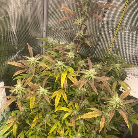 WEDDING GELATO aka ice cream cake  growlog timeline photo