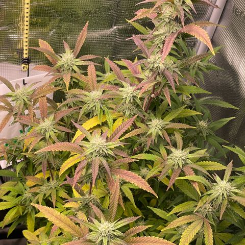 WEDDING GELATO aka ice cream cake  growlog timeline photo