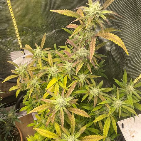 WEDDING GELATO aka ice cream cake  growlog timeline photo