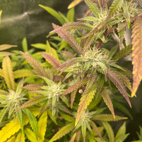 WEDDING GELATO aka ice cream cake  growlog timeline photo