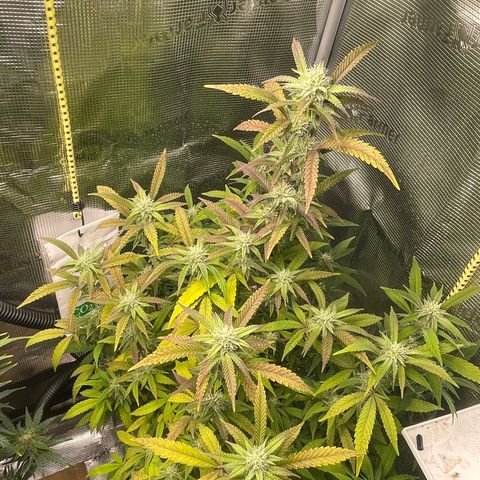 WEDDING GELATO aka ice cream cake  growlog timeline photo