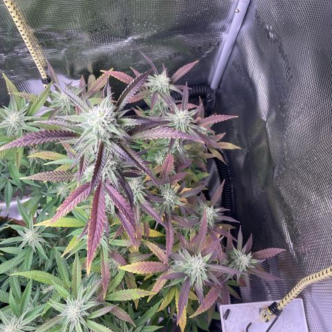 WEDDING GELATO aka ice cream cake  growlog timeline photo