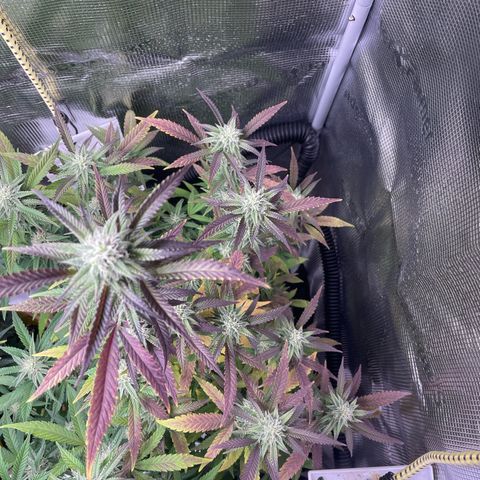 WEDDING GELATO aka ice cream cake  growlog timeline photo