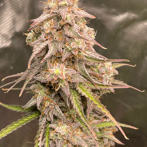 NYC Sour D  growlog timeline photo