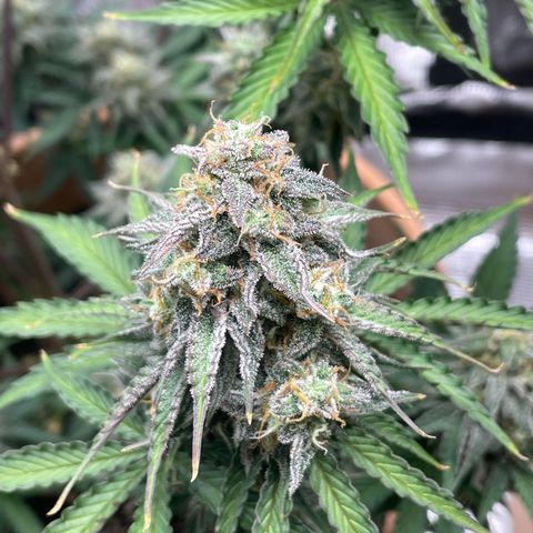 NYC Sour D  growlog timeline photo