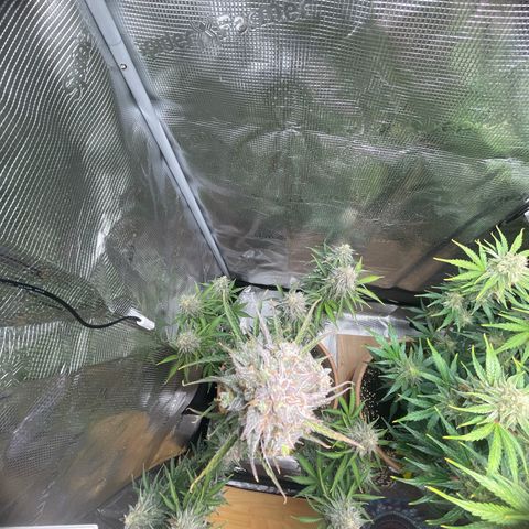 NYC Sour D  growlog timeline photo