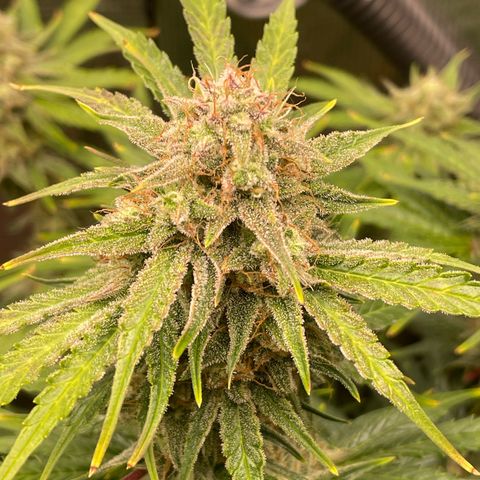 Apple Fritter Automatic growlog timeline photo