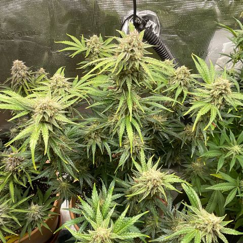 Apple Fritter Automatic growlog timeline photo