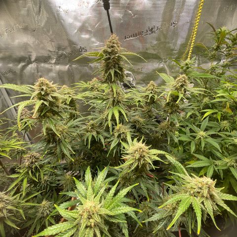 Apple Fritter Automatic growlog timeline photo