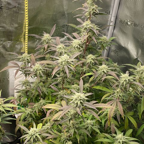 WEDDING GELATO aka ice cream cake  growlog timeline photo