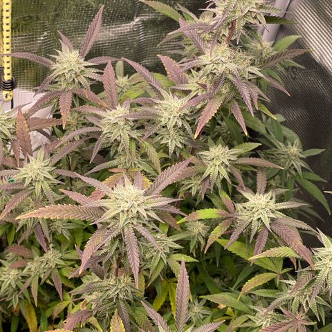 WEDDING GELATO aka ice cream cake  growlog timeline photo