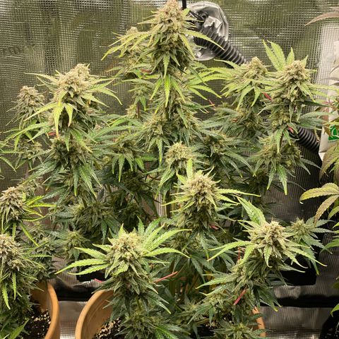 Apple Fritter Automatic growlog timeline photo