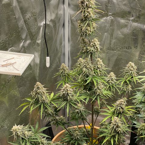 NYC Sour D  growlog timeline photo