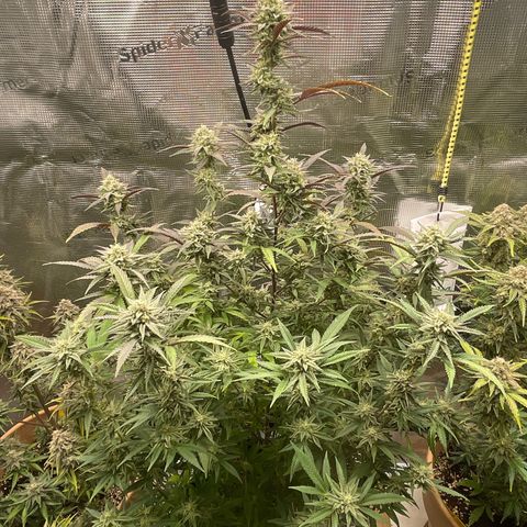 WEDDING GELATO aka ice cream cake  growlog timeline photo