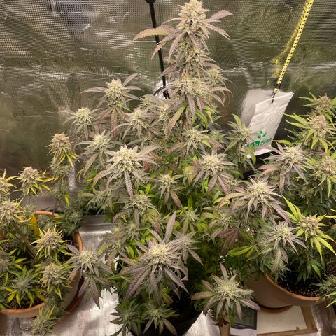 WEDDING GELATO aka ice cream cake  growlog timeline photo