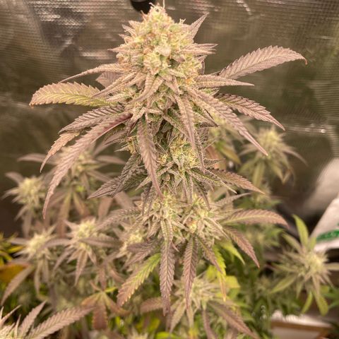 WEDDING GELATO aka ice cream cake  growlog timeline photo