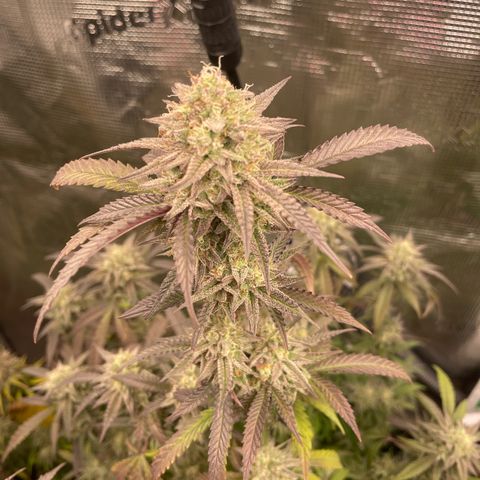 WEDDING GELATO aka ice cream cake  growlog timeline photo