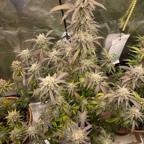 WEDDING GELATO aka ice cream cake  growlog timeline photo