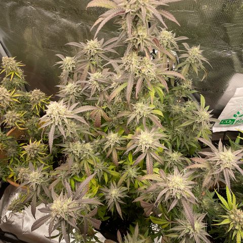 WEDDING GELATO aka ice cream cake  growlog timeline photo