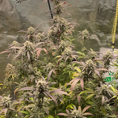 WEDDING GELATO aka ice cream cake  growlog timeline photo