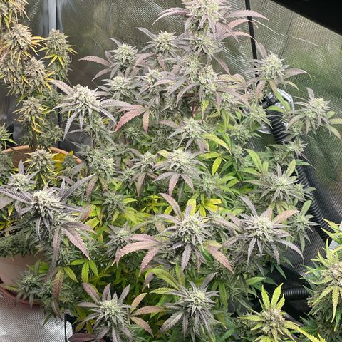 WEDDING GELATO aka ice cream cake  growlog timeline photo