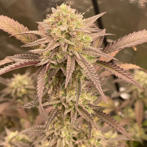 WEDDING GELATO aka ice cream cake  growlog timeline photo
