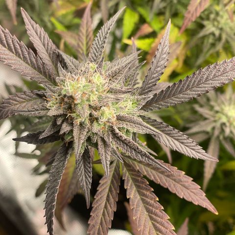 WEDDING GELATO aka ice cream cake  growlog timeline photo