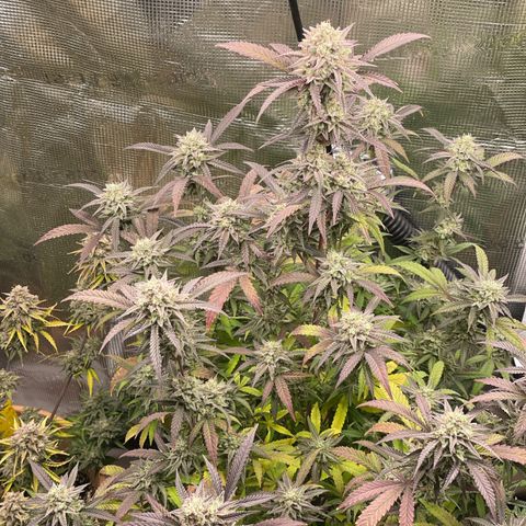 WEDDING GELATO aka ice cream cake  growlog timeline photo