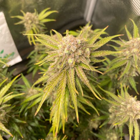 Apple Fritter Automatic growlog timeline photo