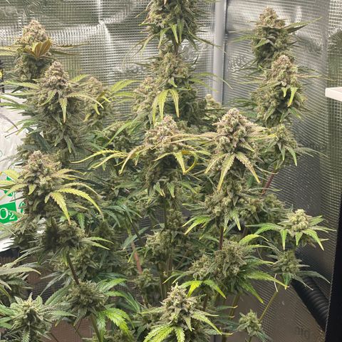 Apple Fritter Automatic growlog timeline photo